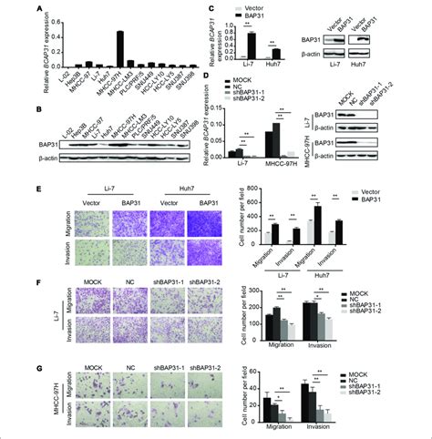 Bap Facilitated Hcc Cell Migration And Invasion In Vitro A