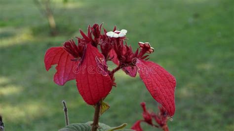 Mussaenda Erythrophylla Also Known As Ashanti Blood Stock Image Image