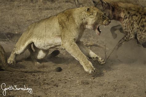 Battle for buffalo: Hyenas take on lions in an epic show of force ...