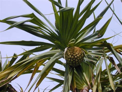 All about the pandanus tree in Hawaii - Travel To Paradise