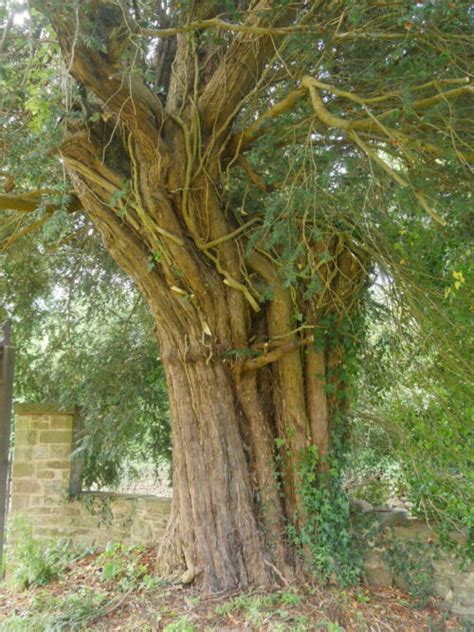 Skenfrith Ancient Yew Group