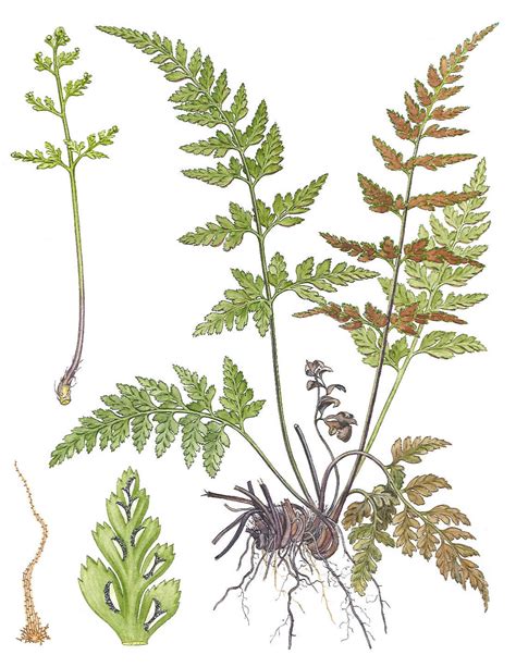 Asplenium Adiantum Nigrum