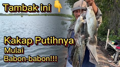 Mancing Kakap Putih Tambak Ukurannya Mulai Babon Babon Youtube