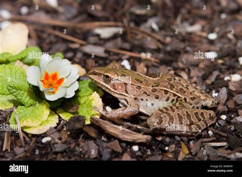 Southern Leopard Frog Rana Sphenocephala A Species Of Frogs That Is