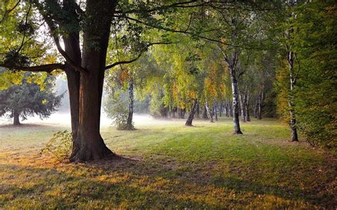Wallpaper : 1920x1200 px, forest, landscape 1920x1200 - - 1077833 - HD ...
