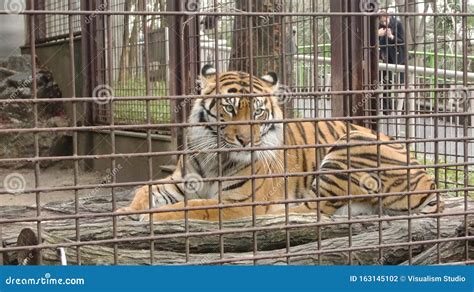 Isolated Tiger Cage