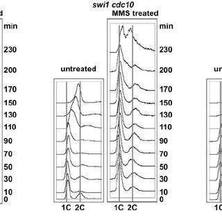 Swi And Swi Mutants Show Defects In S Phase Progression And A