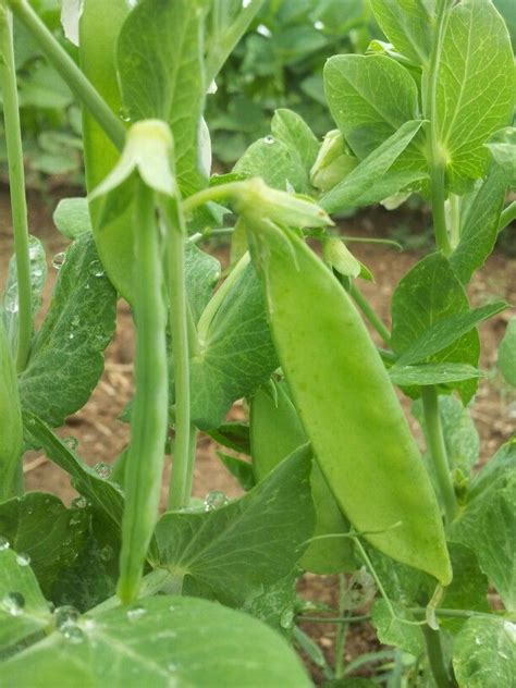 Snow Peas | Plant leaves, Plants, Garden