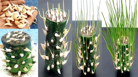 Best Method To Grow Garlic In Plastic Bottle Amazing Idea For Growing