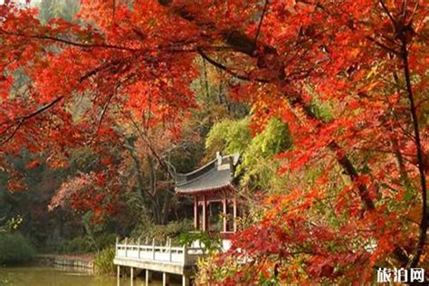 南京栖霞山枫叶最佳观赏时间 附游玩指南旅泊网