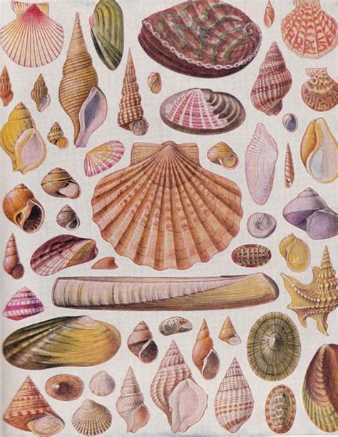 Shells Of Shellfish Seashell Illustration Sea Art Illustration Art