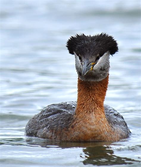 200 Birds Red Necked Grebe In Utah