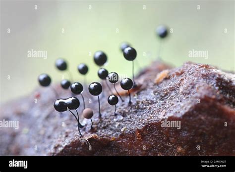 Comatricha Nigra A Plasmodial Slime Mold Sporangia On Spruce Log In