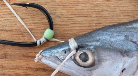 How To Rig A Mackerel With A Stinger Hook FISHTRACK