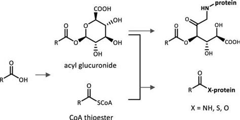 Acyl Glucuronide And Coenzyme A Thioester Metabolites Of Carboxylic