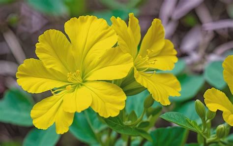 Premium AI Image | Yellow flower of mirabilis jalapa plant scientific ...