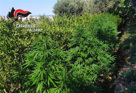 Palermo I Carabinieri In Elicottero Scovano La Droga Arrestato