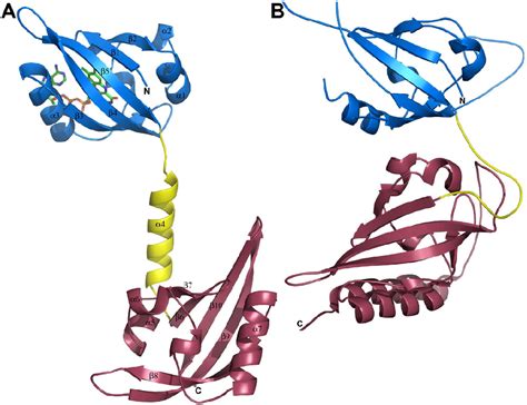 Figure 2 From Structure Of The Redox Sensor Domain Of Methylococcus