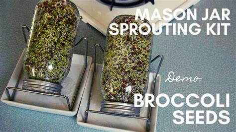 Broccoli Seed Sprouting 101 How To Use A Mason Jar Sprouting Kit