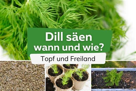 Dill S En Wann Und Wie Infos F R Topf Und Freiland