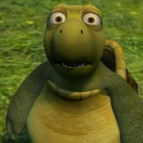 Shocked Turtle Reaction Image | Shocked Turtle / HUH | Know Your Meme