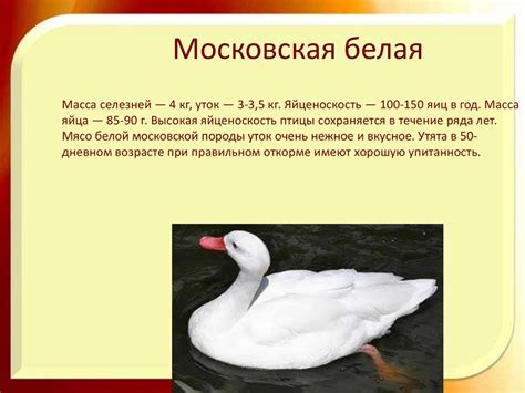 Птицеводство - презентация онлайн