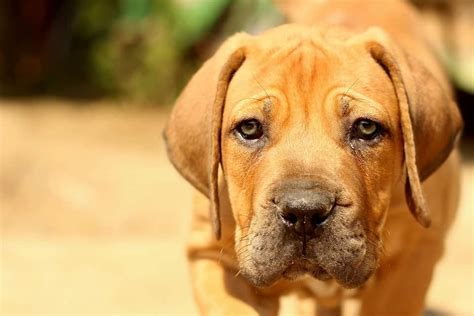 Boerboel Mastín Africano Historia características y cuidados