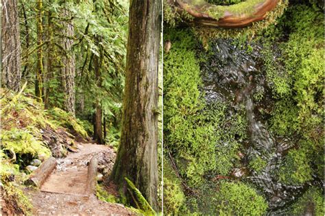 Pacific Northwest Road Trip Day 7 Willamette National Forest Mckenzie River Trail And The Blue