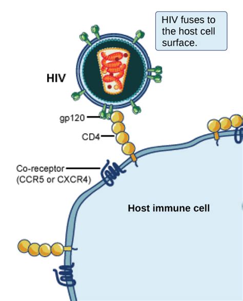 Biology 2e Biological Diversity Viruses Viral Evolution Morphology And Classification