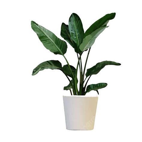 Realistic Potted Plants Realistic Potted Plants Plant PNG