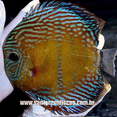 Wild Discus From The Amazon For Sale Online Jack Wattley Discus