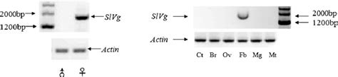 RT PCR Analyses Of Sex And Tissue Specific Expression Of The S Litura