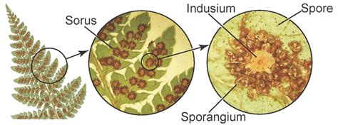 Parts Of A Fern