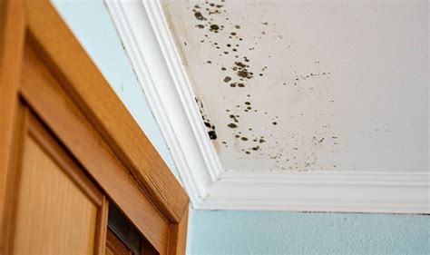 Four Early Signs Of Concealed Mould Growth In Your Bedroom How To