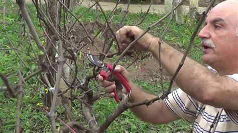 Poda De Videiras De A Anos Ferraz De Vasconcelos Sp