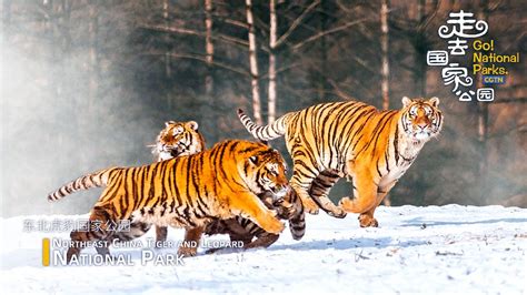 Go Northeast China Tiger And Leopard National Park Cgtn