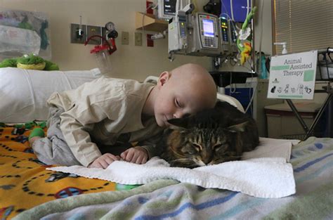 Meet The Dogs And Cats That Help Heal Sick Portland Kids Photos