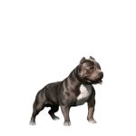 O Melhor Canil American Bully Do Brasil Von Notrean Kennel