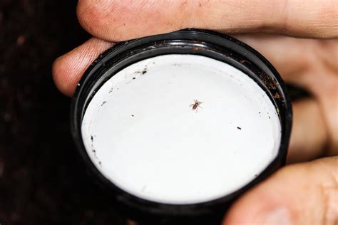 Spruce Fir Moss Spider The Spruce Fir Moss Spider Is An En Flickr