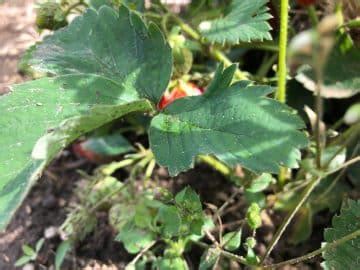 20 Top Strawberry Harvesting Tips – Strawberry Plants