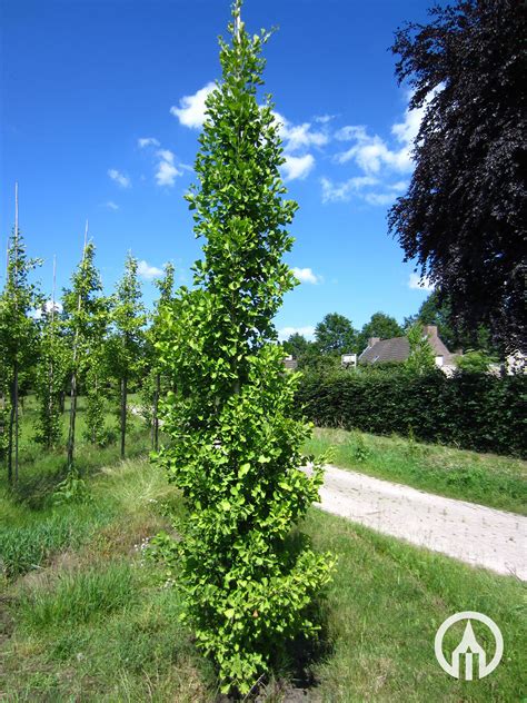 Ginkgo Biloba Fastigiata Blagon Japanese Walnut Tree