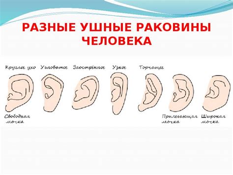 СПОСОБЫ РИСОВАНИЯ УХА ЧЕЛОВЕКА И ЖИВОТНЫХ