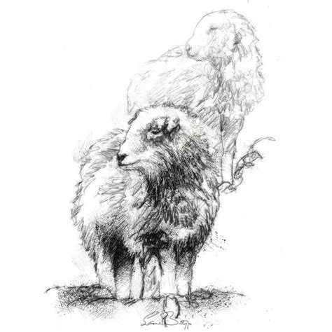 Original Herdwick sheep sketch | SeanBriggs