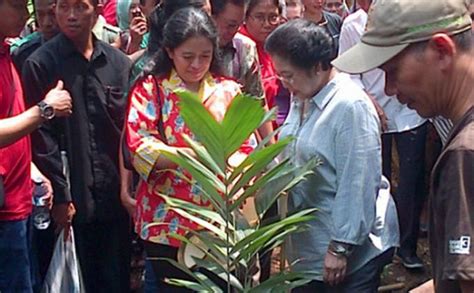 Jokowi Dan Megawati Tanam Pohon Salak Di Bantaran Kali Ciliwung