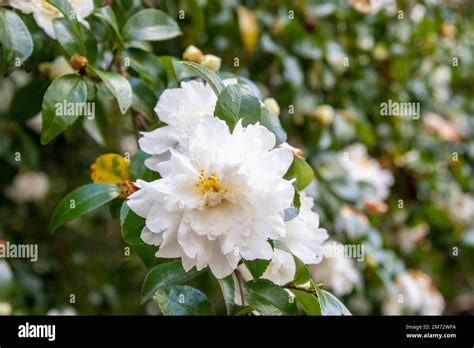 The Closeup Image Of Sasanqua Camellia Camellia Sasanqua It Is A