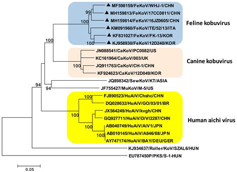 Viruses Free Full Text Feline Virome—a Review Of Novel Enteric