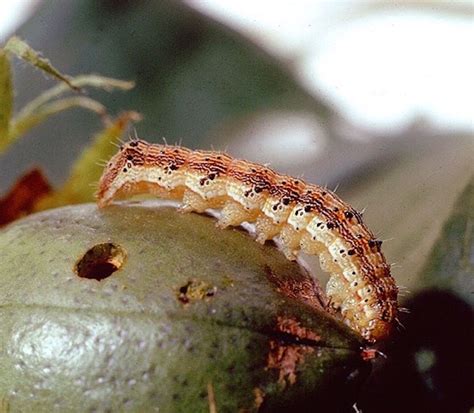 Corn Earworm Eggs