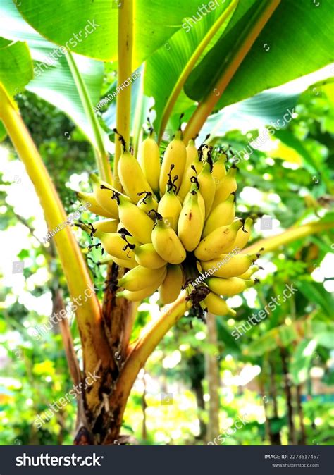 Setandan Pisang Di Pohonnya Bunch Banana Stock Photo 2278617457 ...