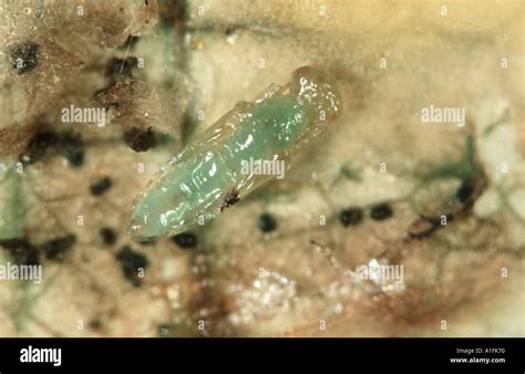 Parasitoid Wasp Diglyphus Isaea Pupa In Leaf Mine After Wasp Larva Has Fed On The Parasitised