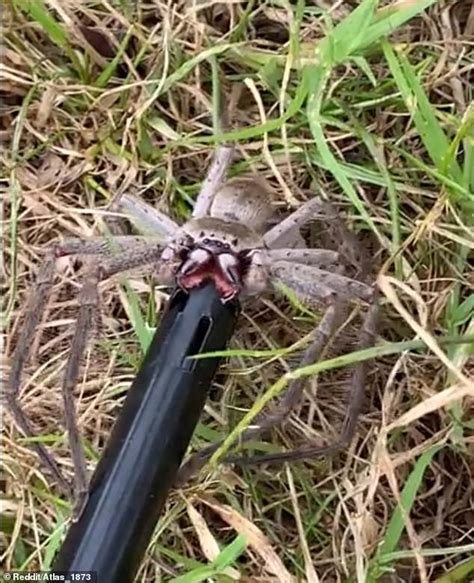 Huge Huntsman Spider Found In Australian Backyard As Resident Is